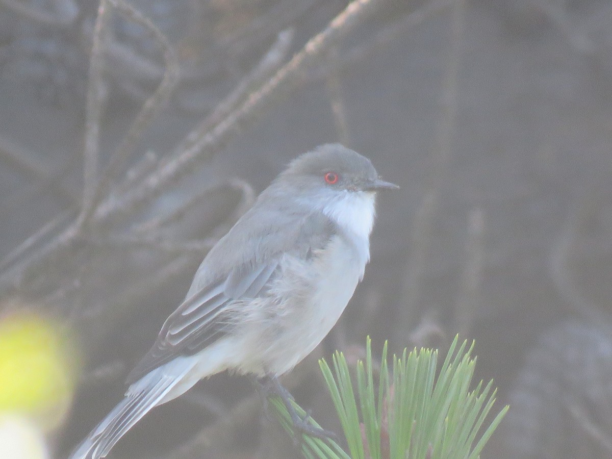 Fire-eyed Diucon - ML647410177