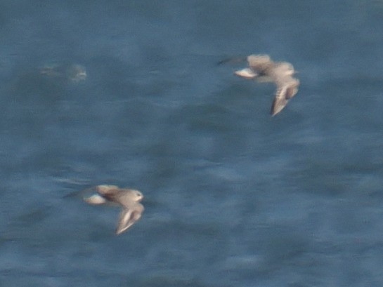 チドリ目 - ML647410185