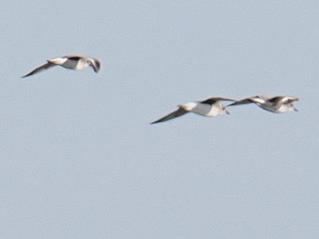 チドリ目 - ML647410186