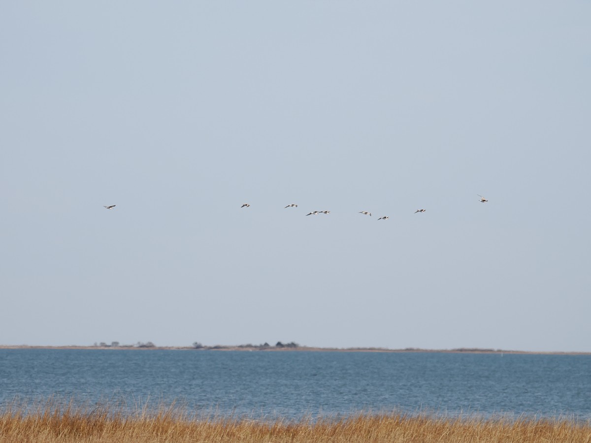 チドリ目 - ML647410187