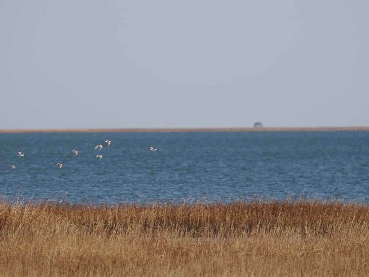 チドリ目 - ML647410188