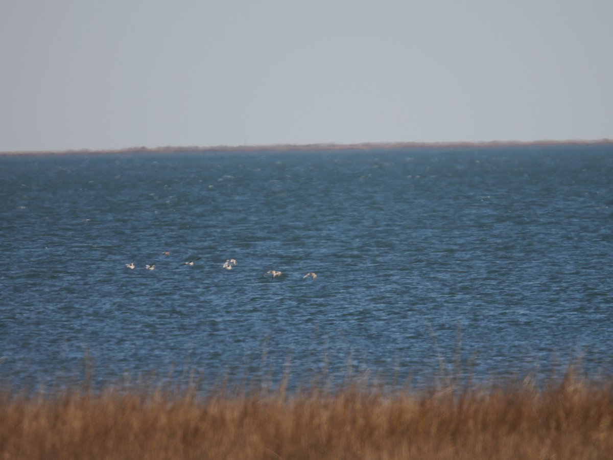 チドリ目 - ML647410190