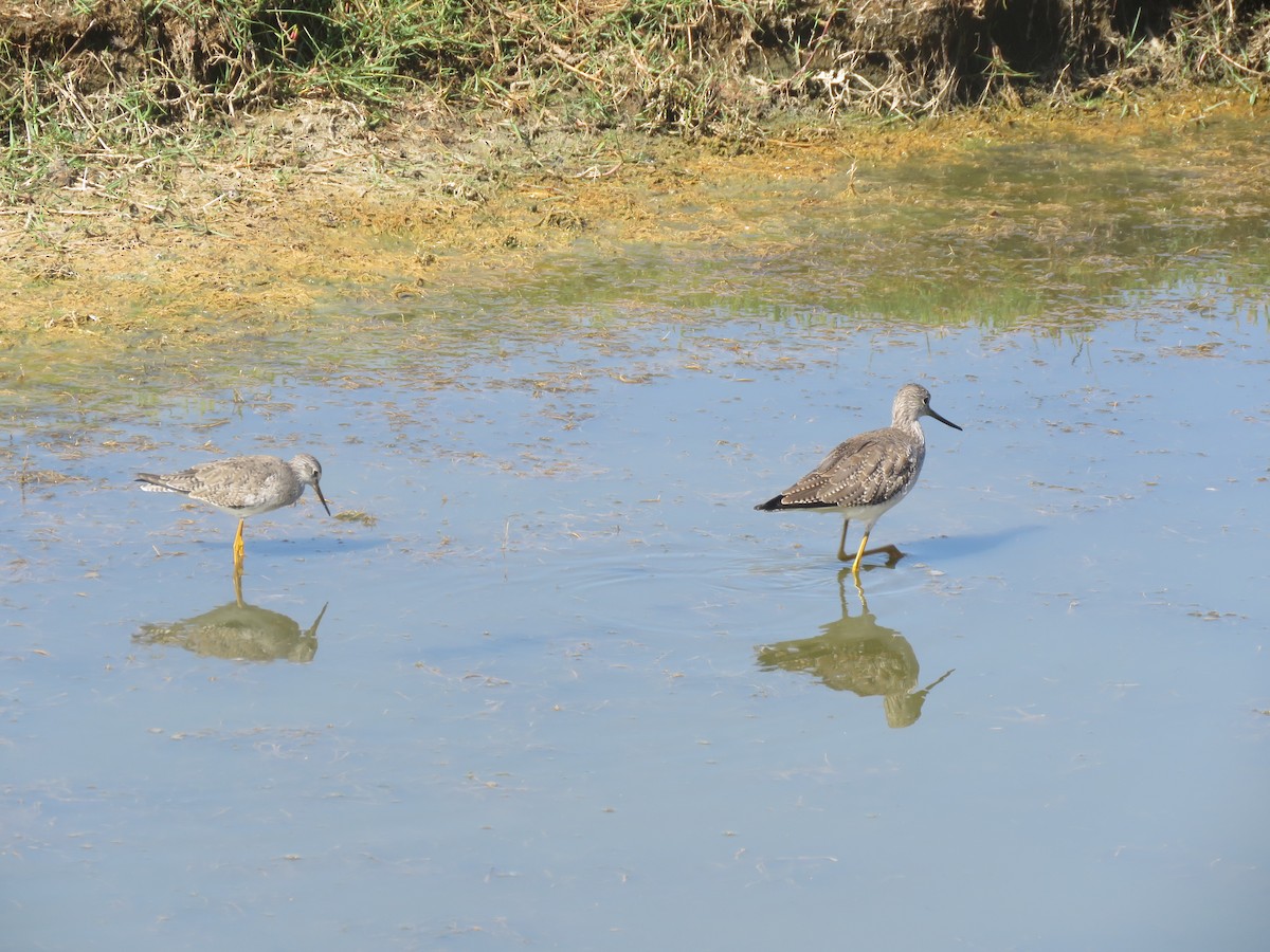 vodouš velký - ML647410196