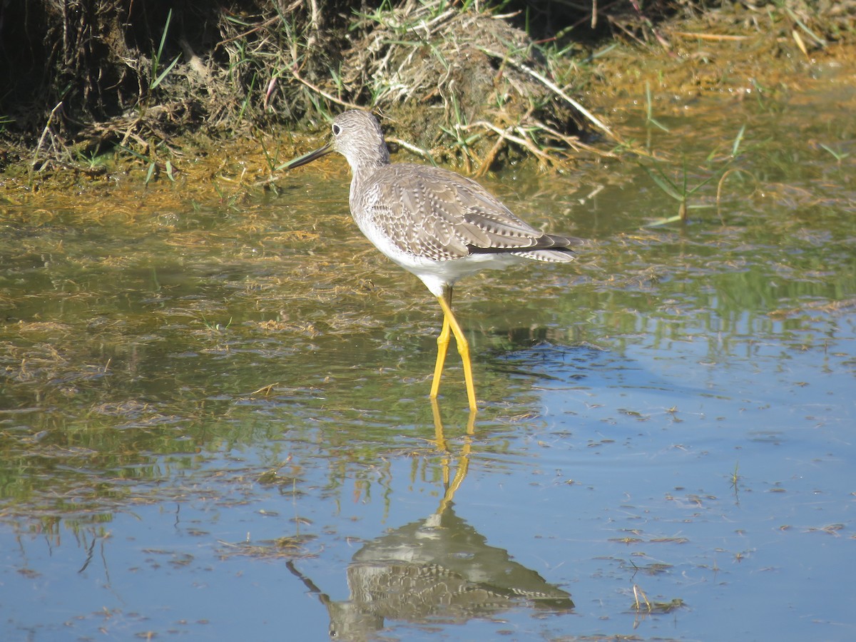 vodouš velký - ML647410200