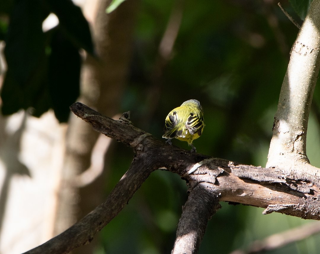 Titirijí Cabecigrís - ML647410210