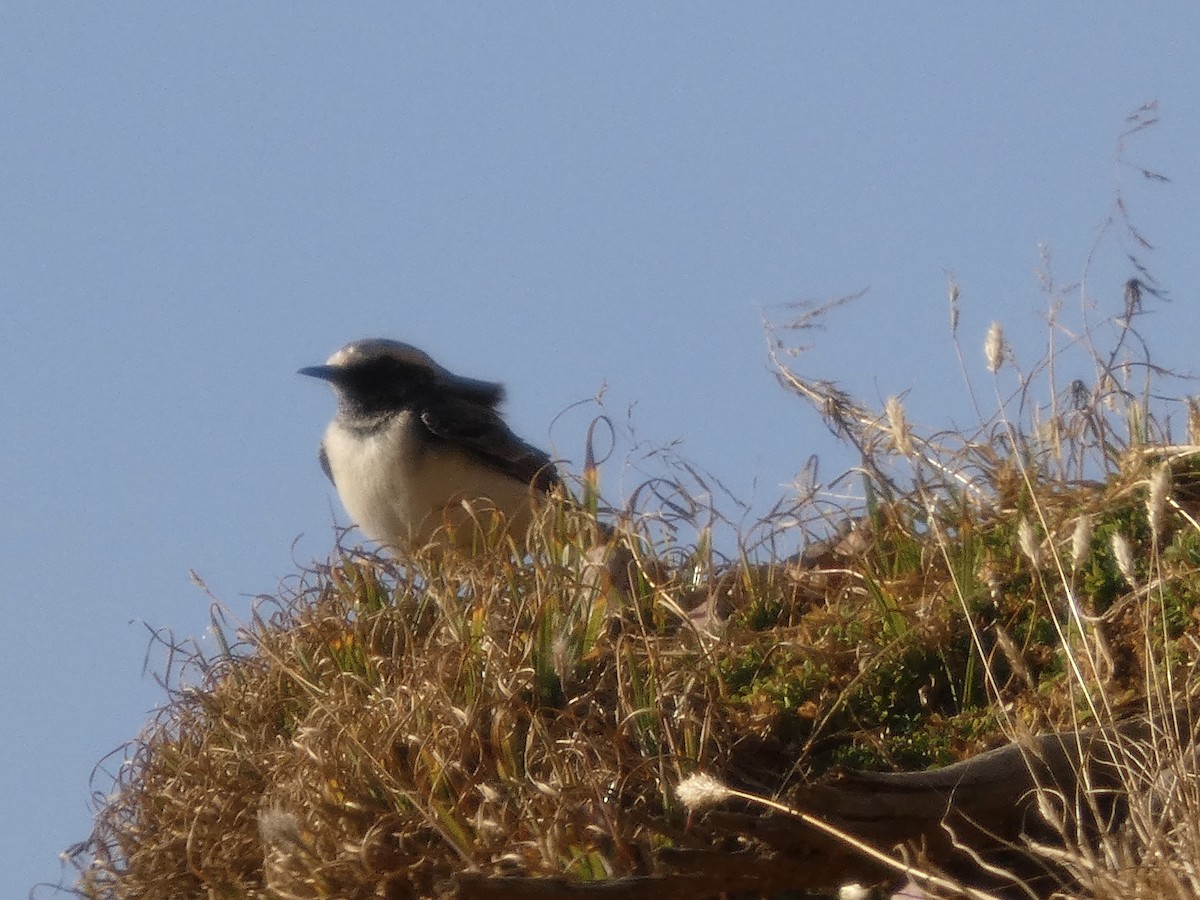 Мяраан чогчиго - ML647410214