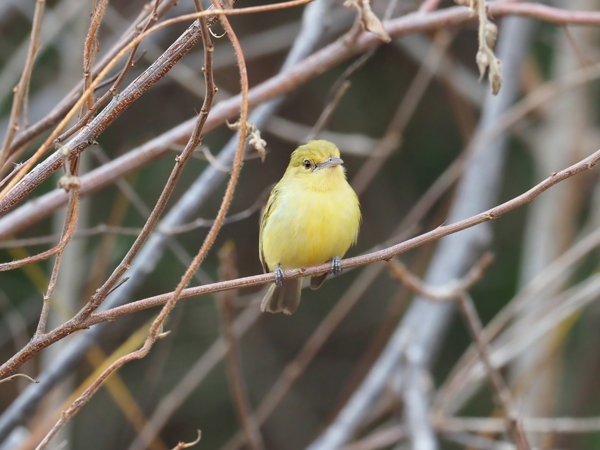 Ochre-lored Flatbill - ML647410215