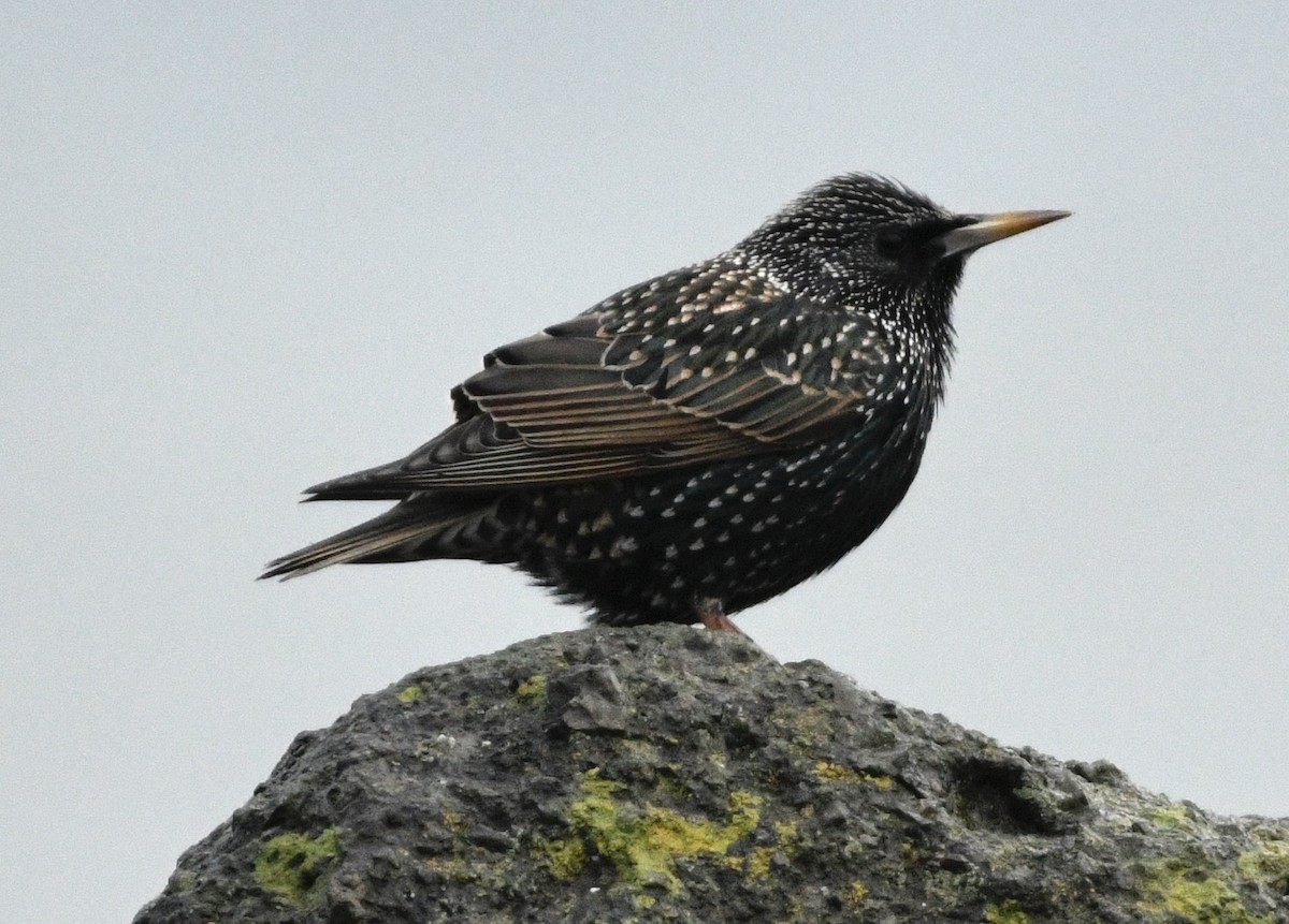 European Starling - ML647410216
