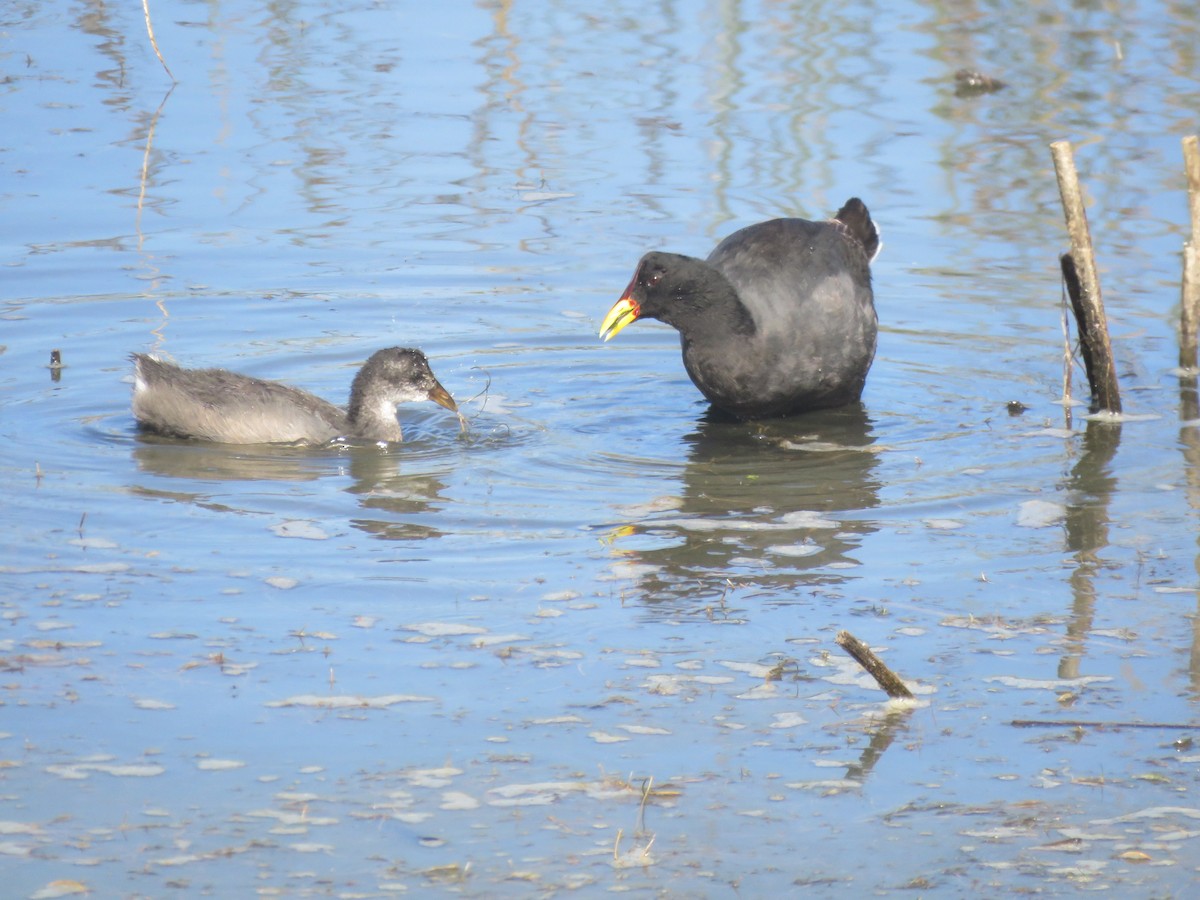 lyska červenočelá - ML647410229