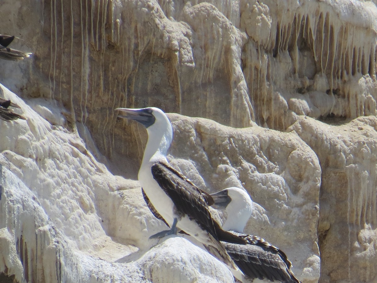 Peruvian Booby - ML647410233