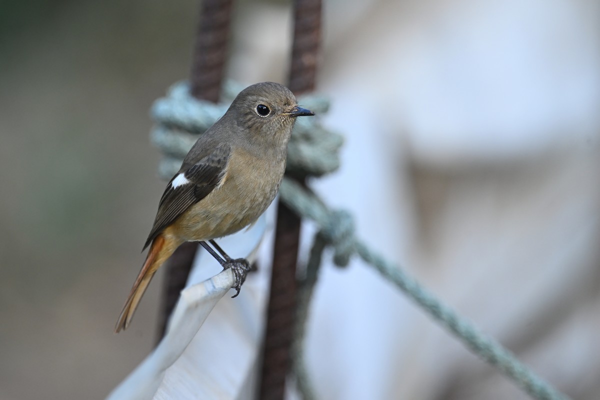 חכלילית סיבירית - ML647410234