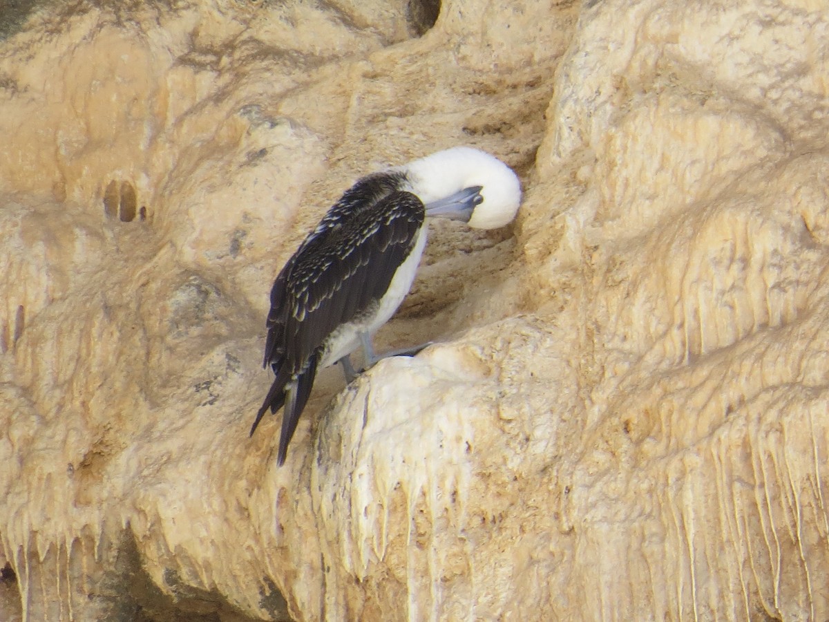Peruvian Booby - ML647410235
