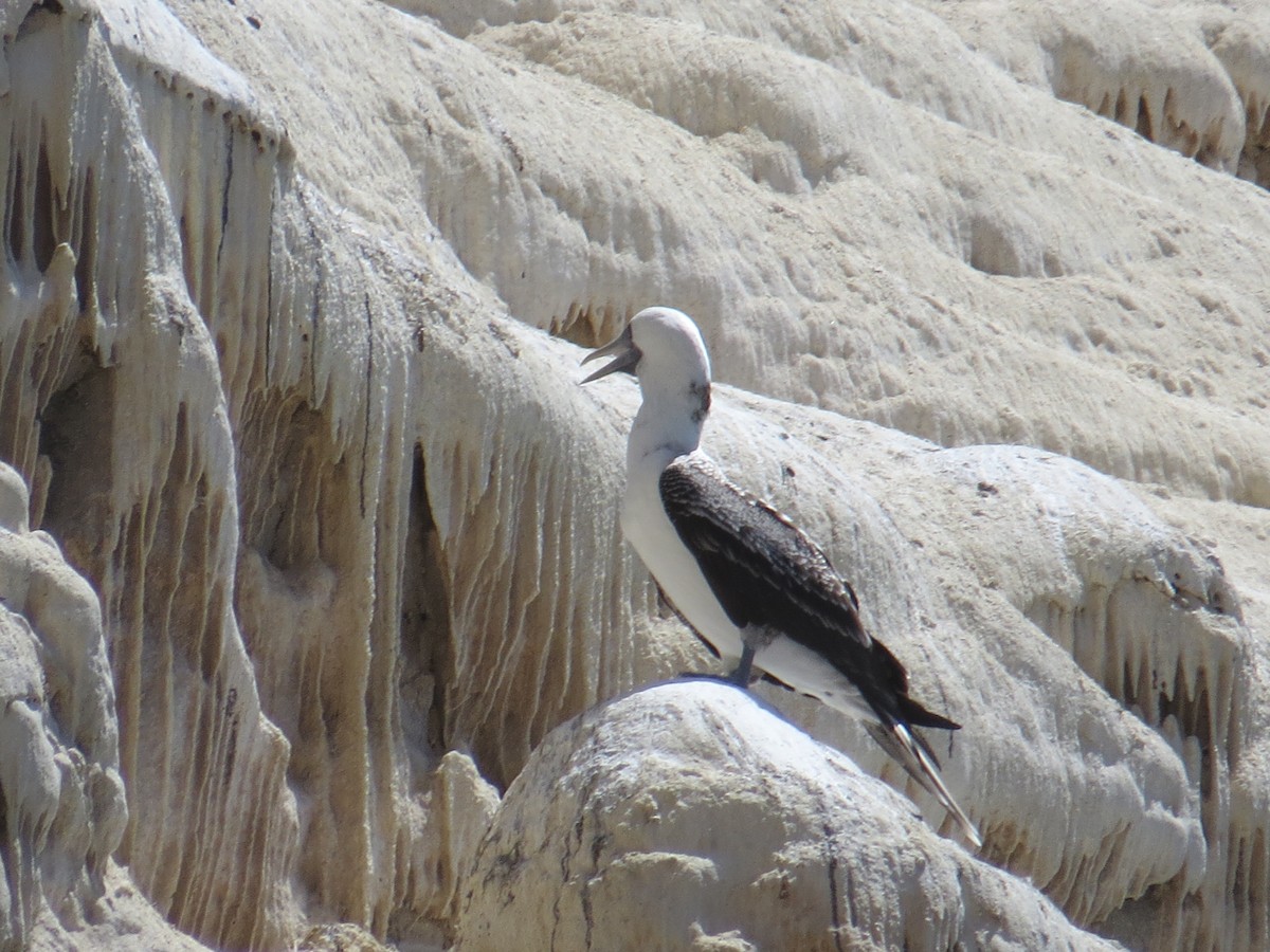 Peruvian Booby - ML647410237
