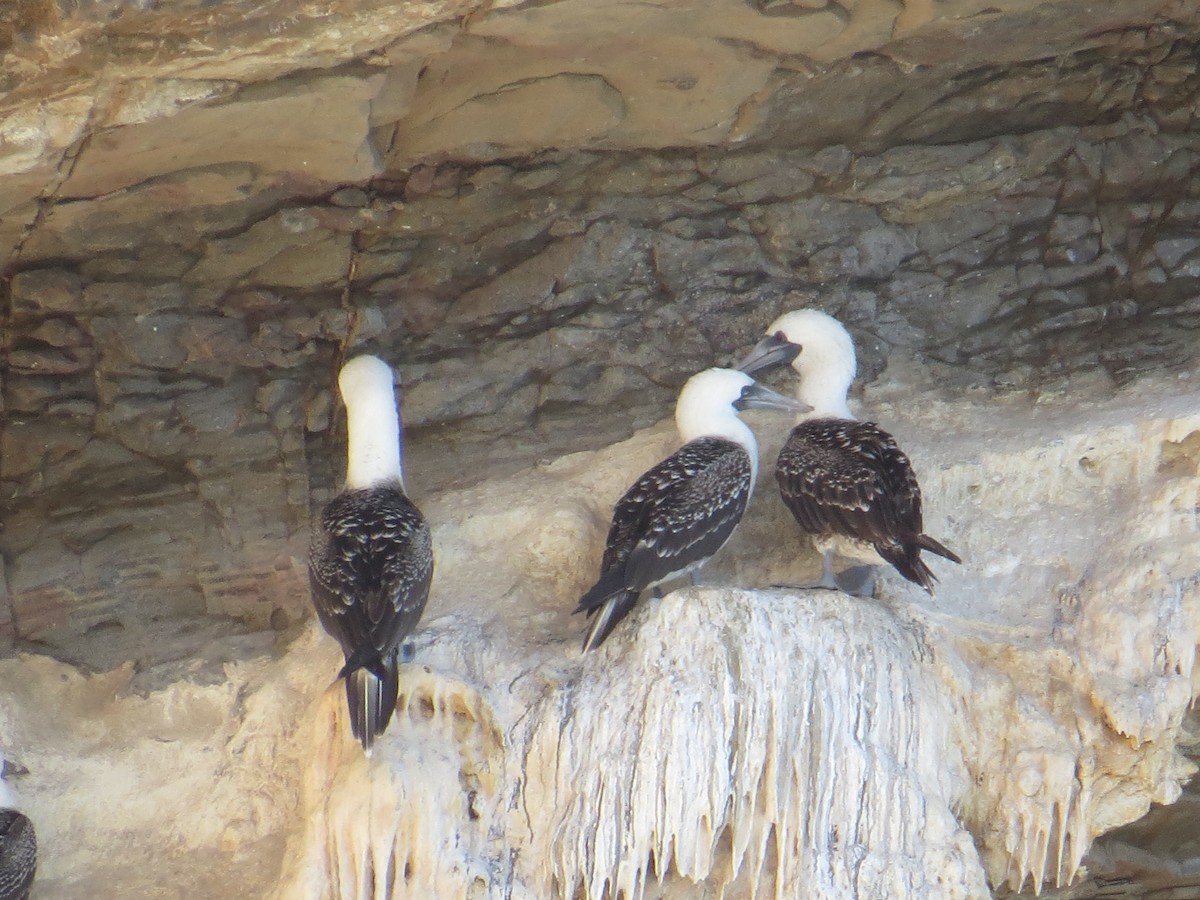 Peruvian Booby - ML647410238