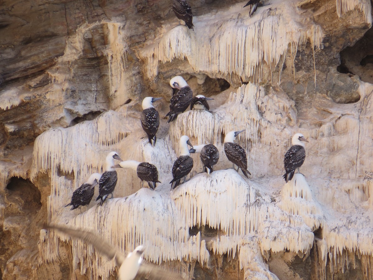 Peruvian Booby - ML647410239