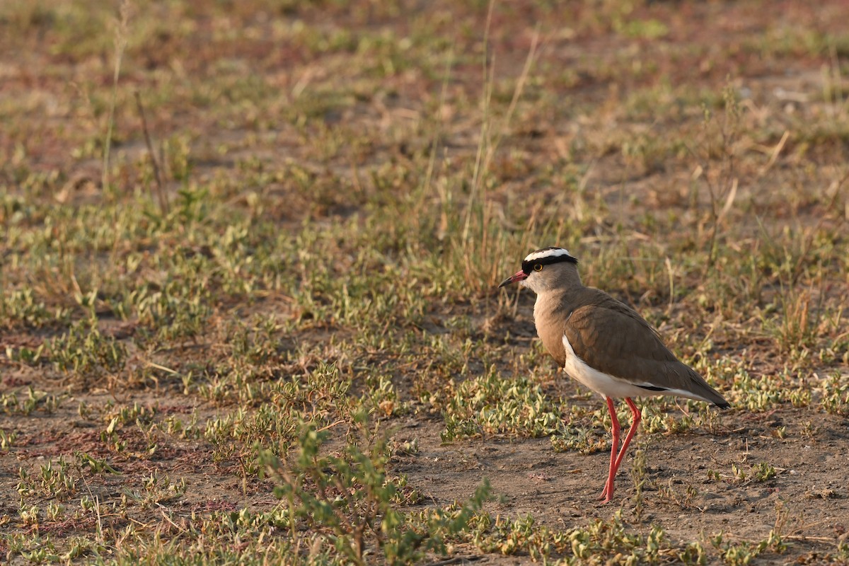 Crowned Lapwing - ML647410246