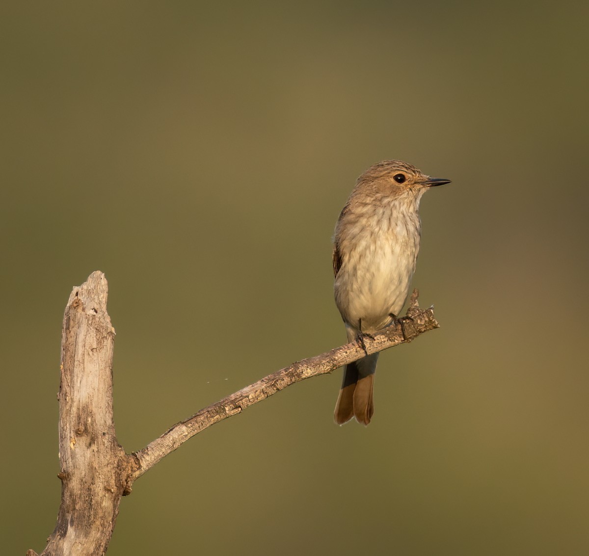 Spotted Flycatcher (Spotted) - ML647410247
