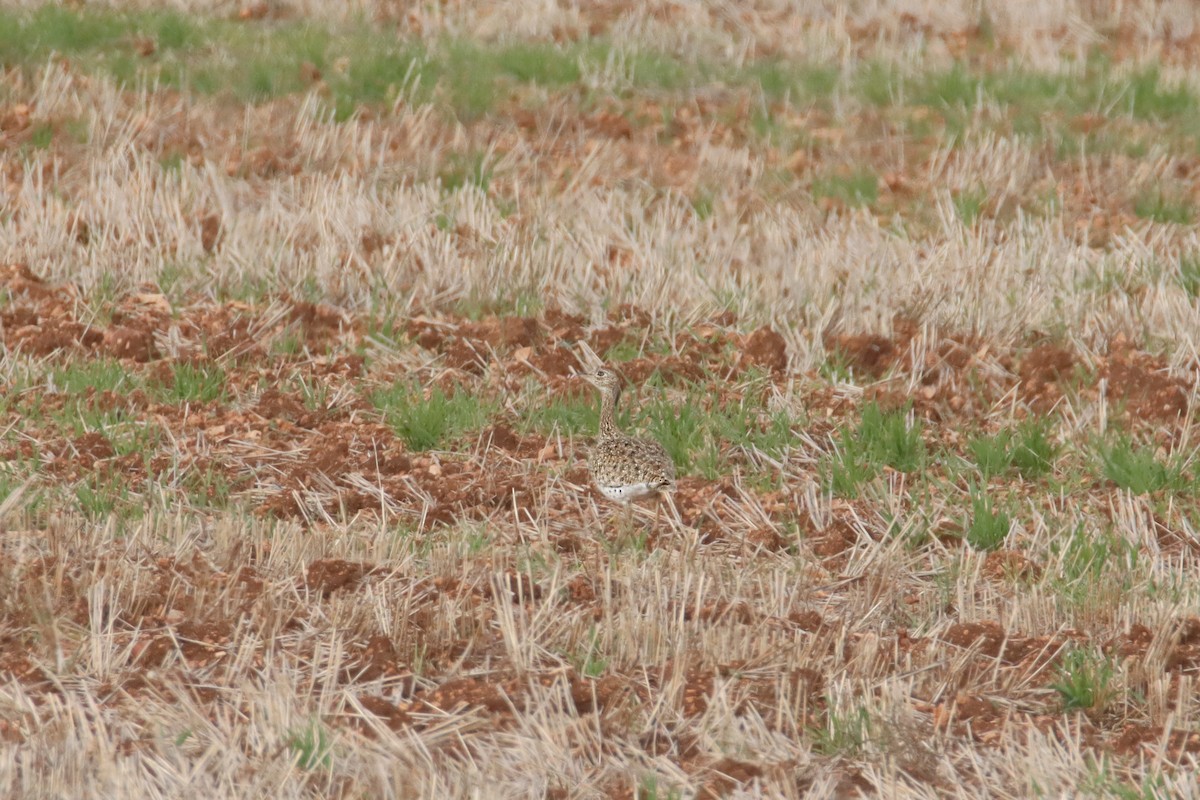 Little Bustard - ML647410262