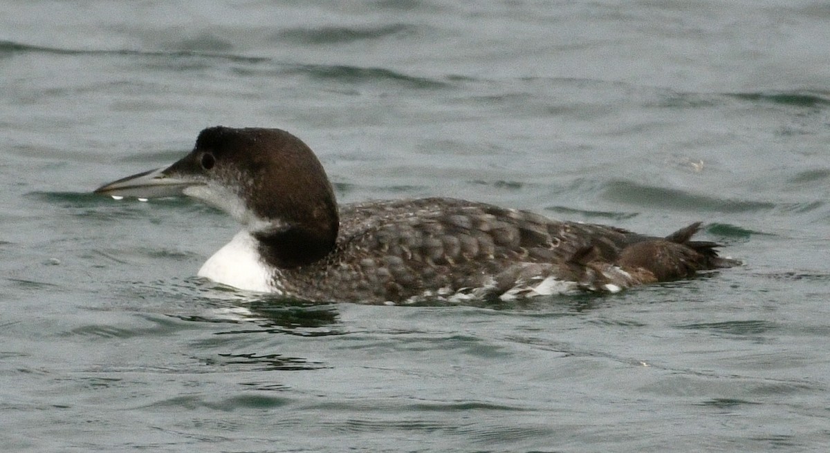 Common Loon - ML647410263