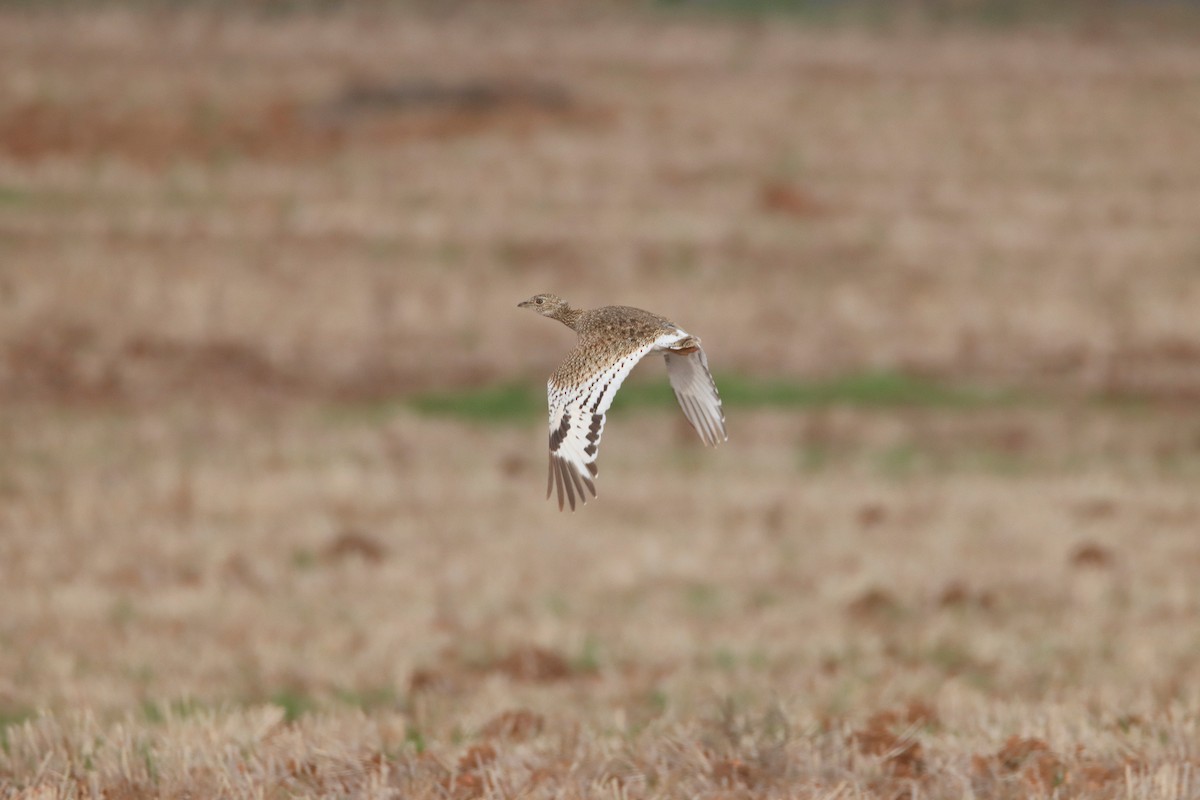 Little Bustard - ML647410265