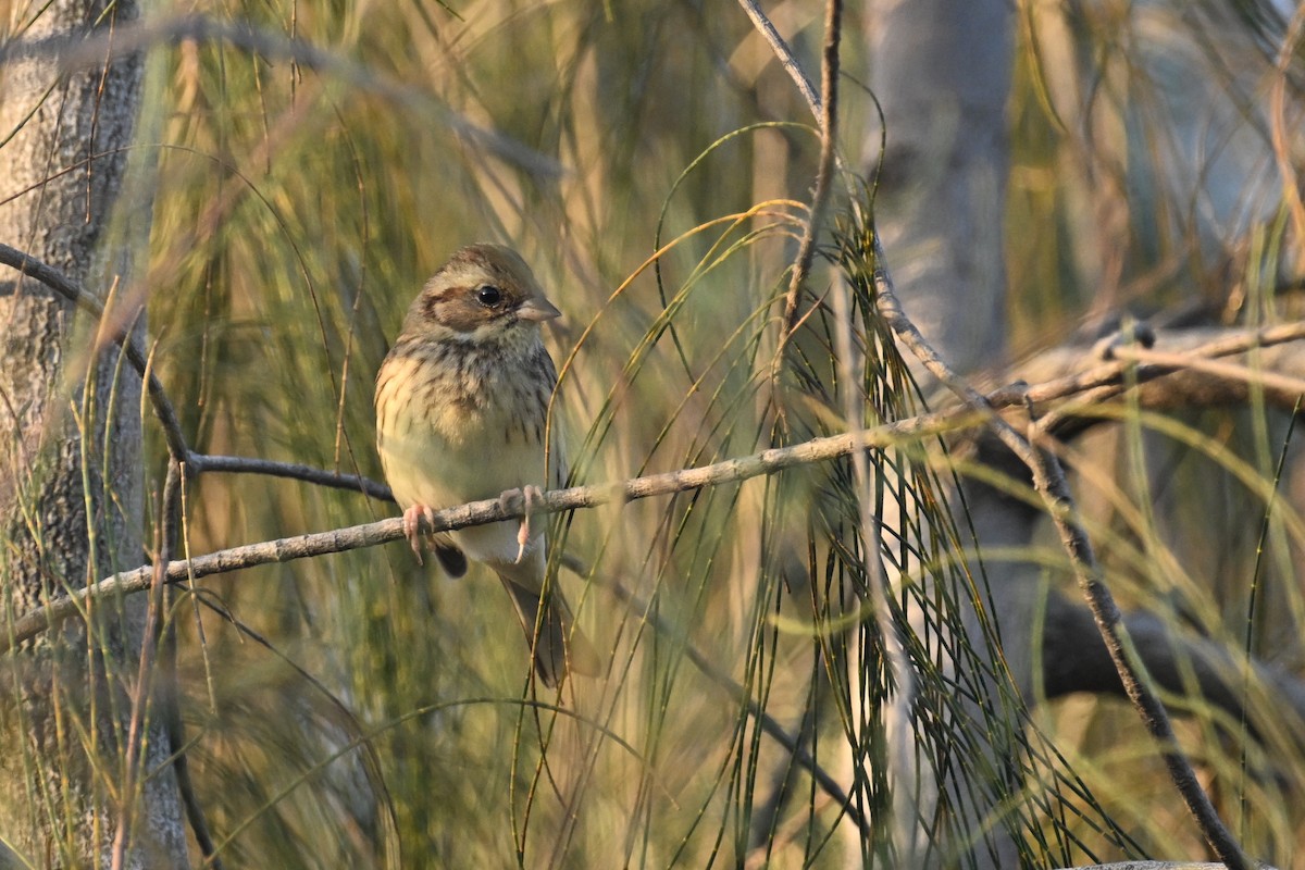 Black-faced Bunting - ML647410268