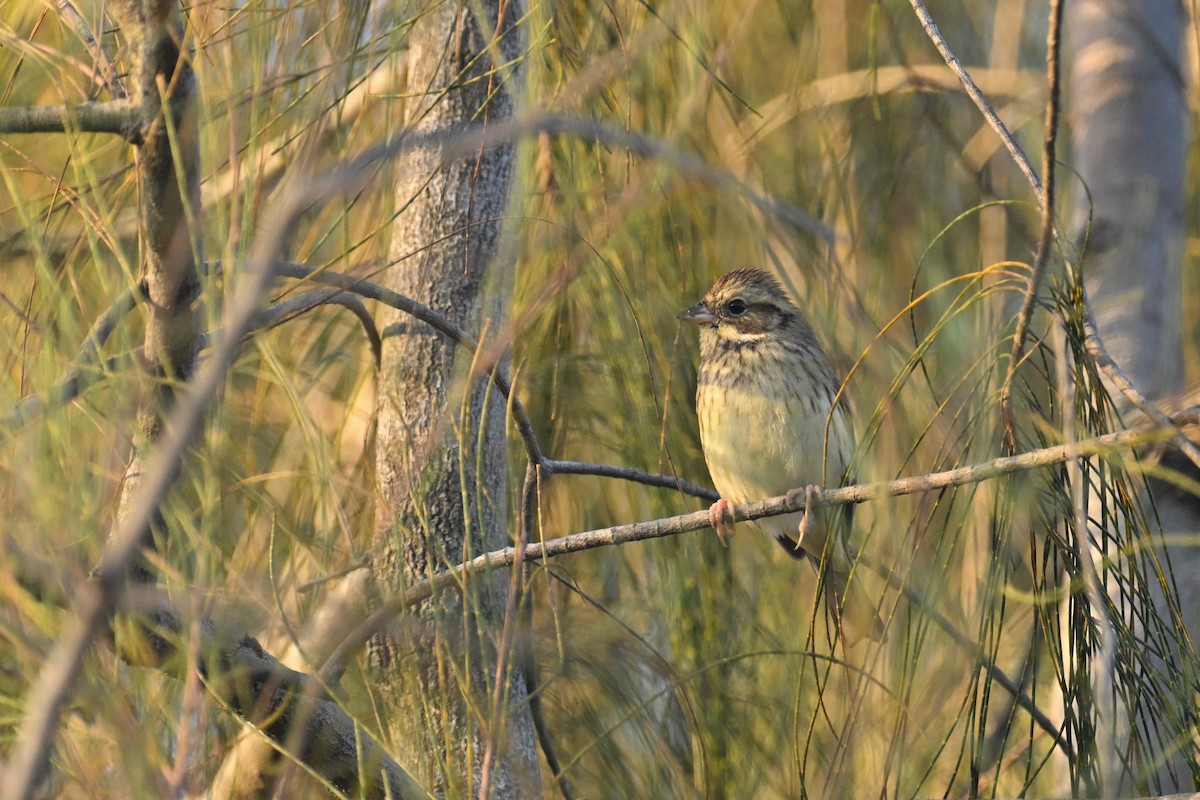 シベリアアオジ - ML647410269