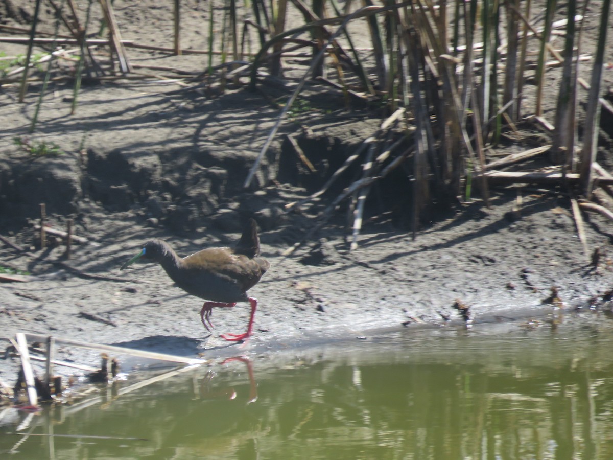 chřástal břidlicový - ML647410270