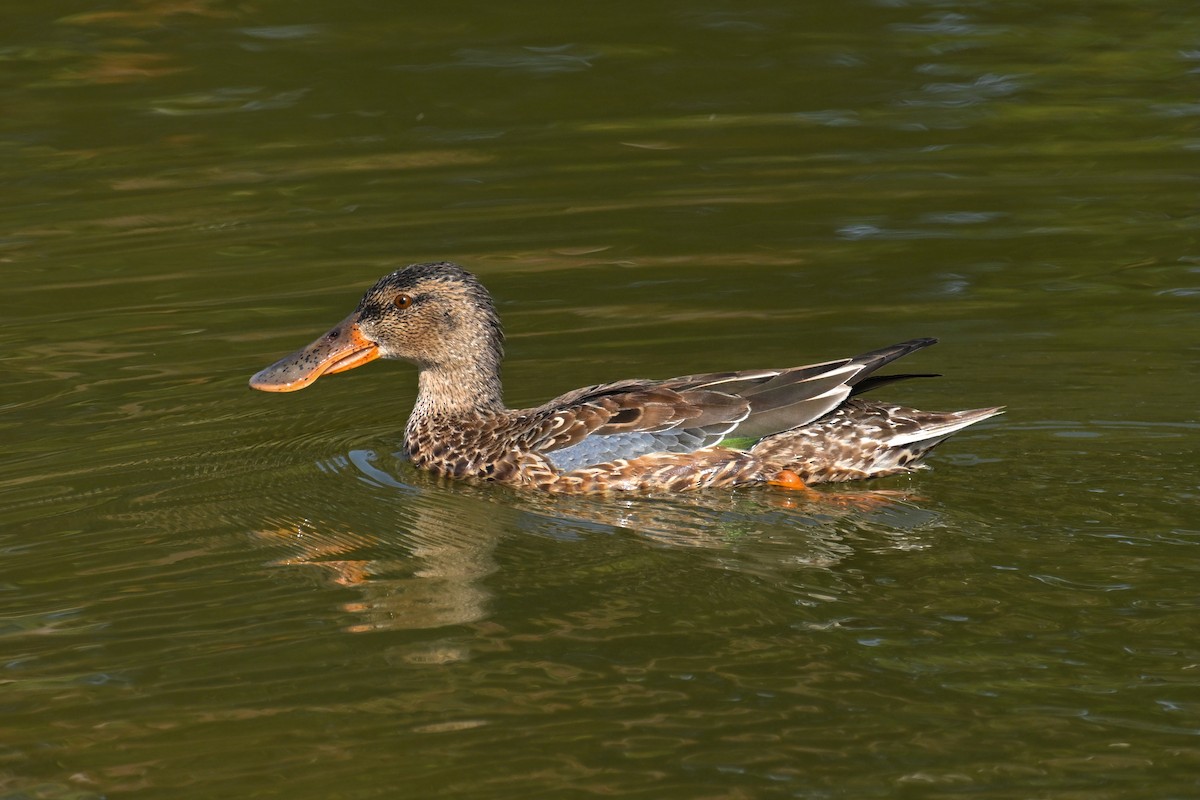 ハシビロガモ - ML647410273