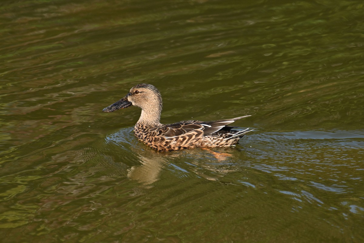 ハシビロガモ - ML647410274