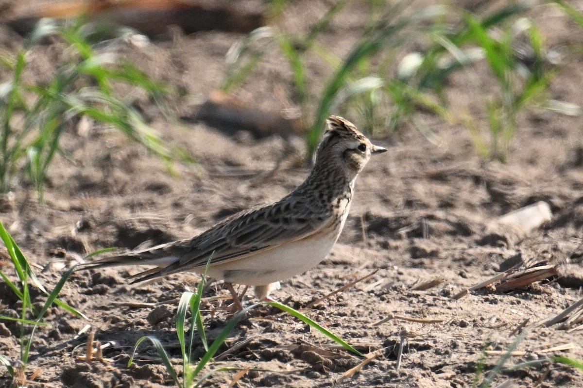 ヒバリ - ML647410275