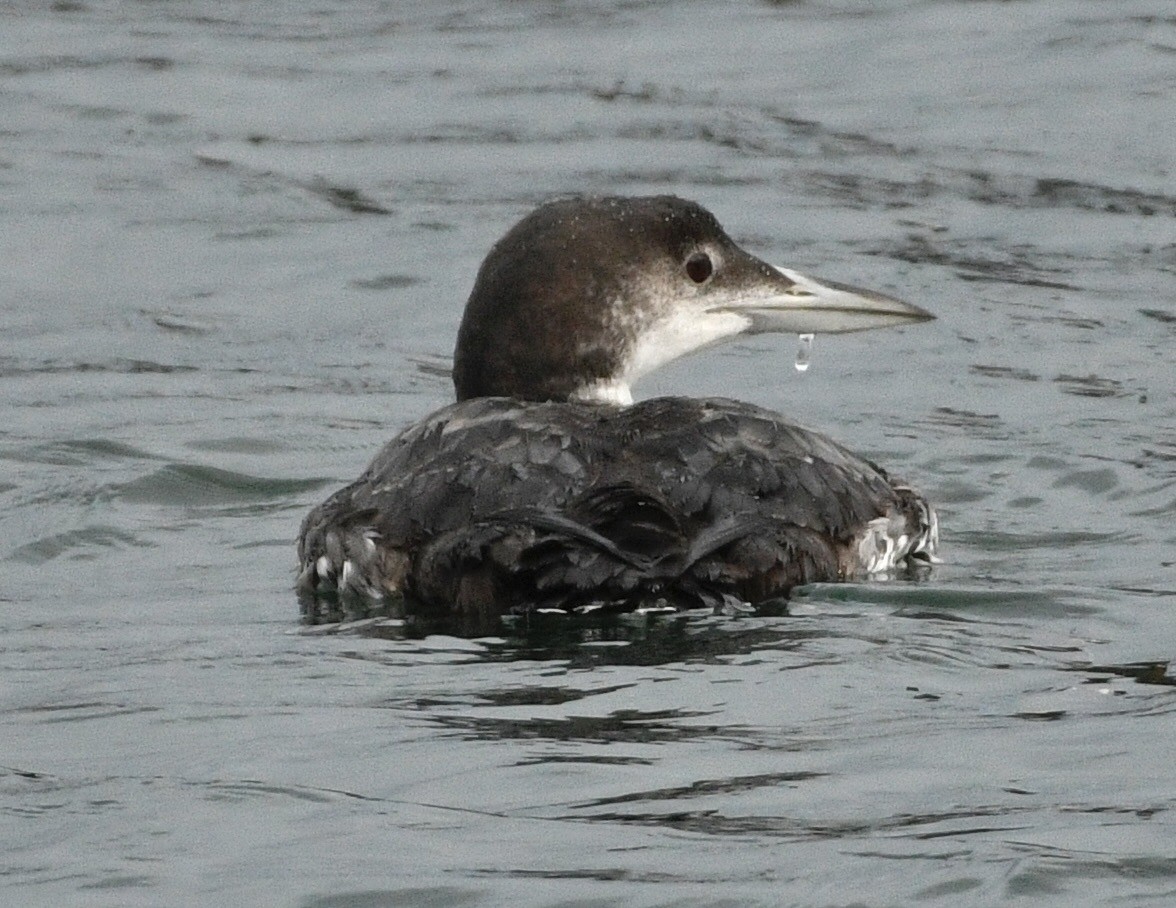 Common Loon - ML647410276
