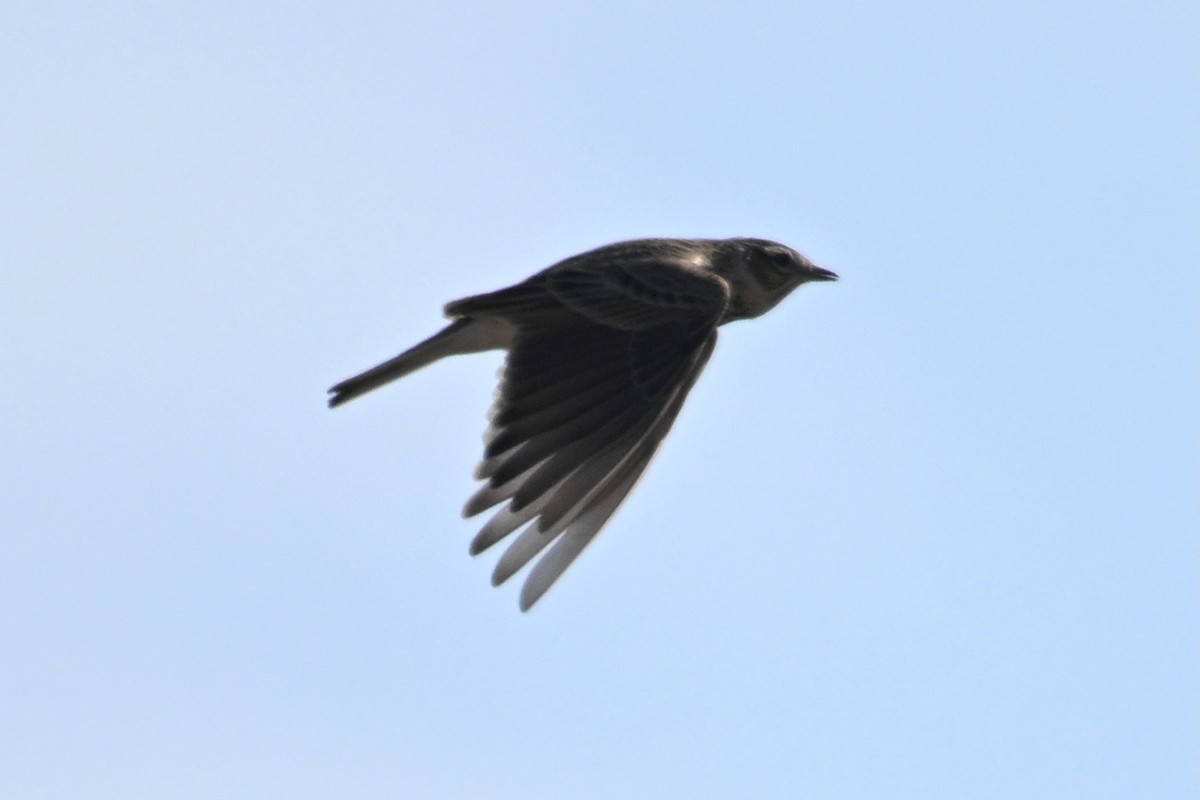 ヒバリ - ML647410278