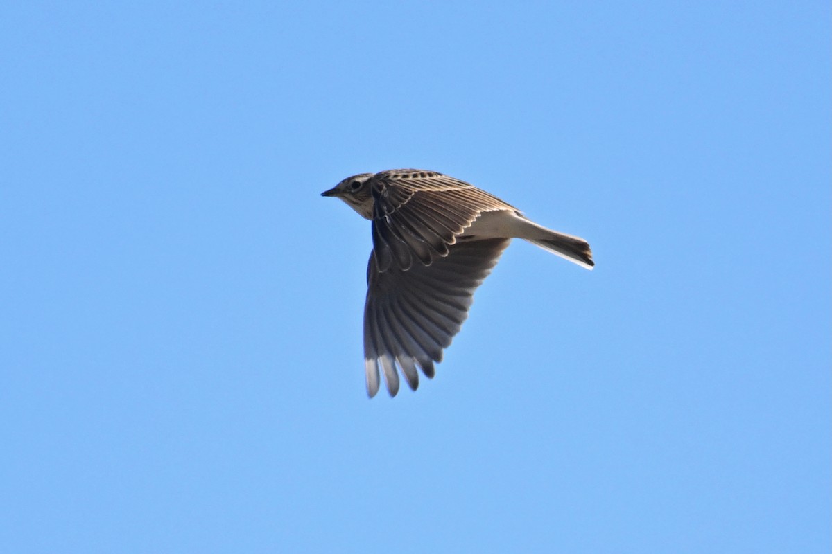 ヒバリ - ML647410279