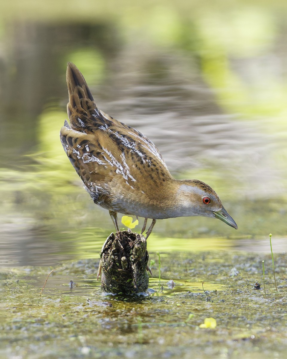 ברודית גמדית - ML647410280