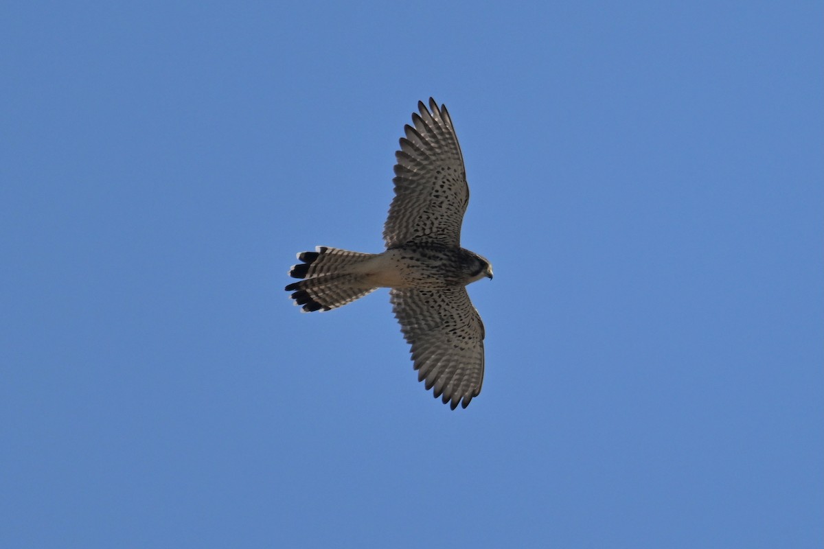 チョウゲンボウ - ML647410281