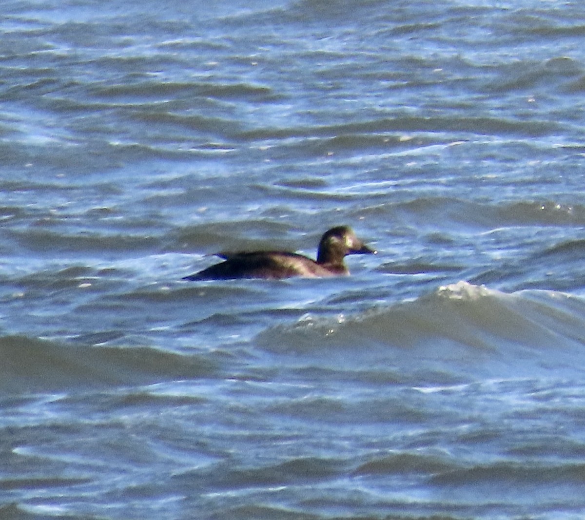 アメリカビロードキンクロ - ML647410282