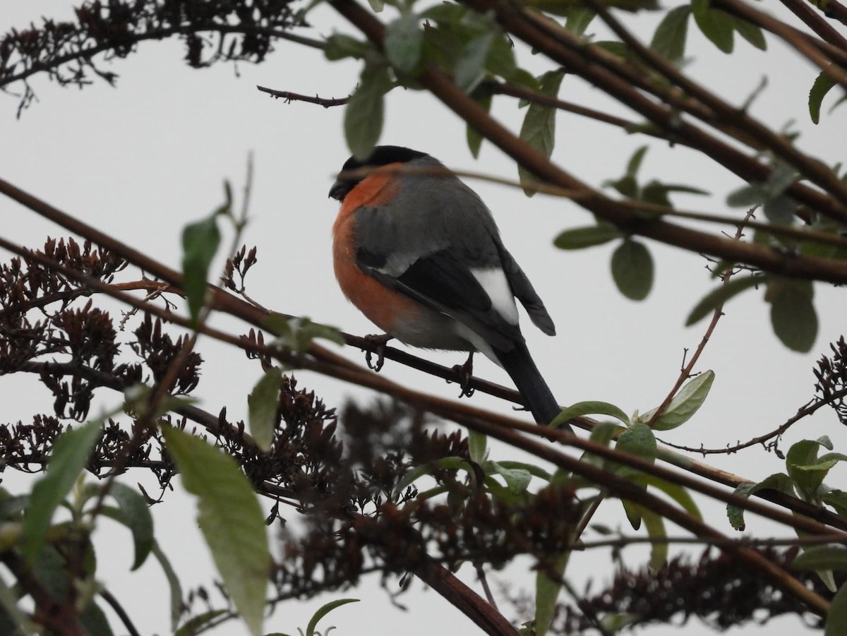 ウソ - ML647410285