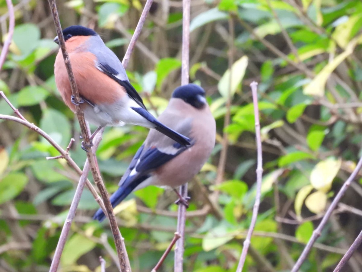 ウソ - ML647410286