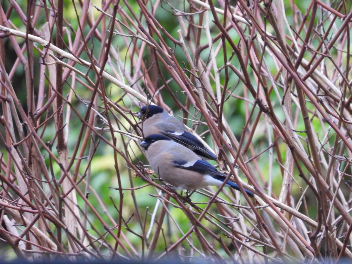 ウソ - ML647410287