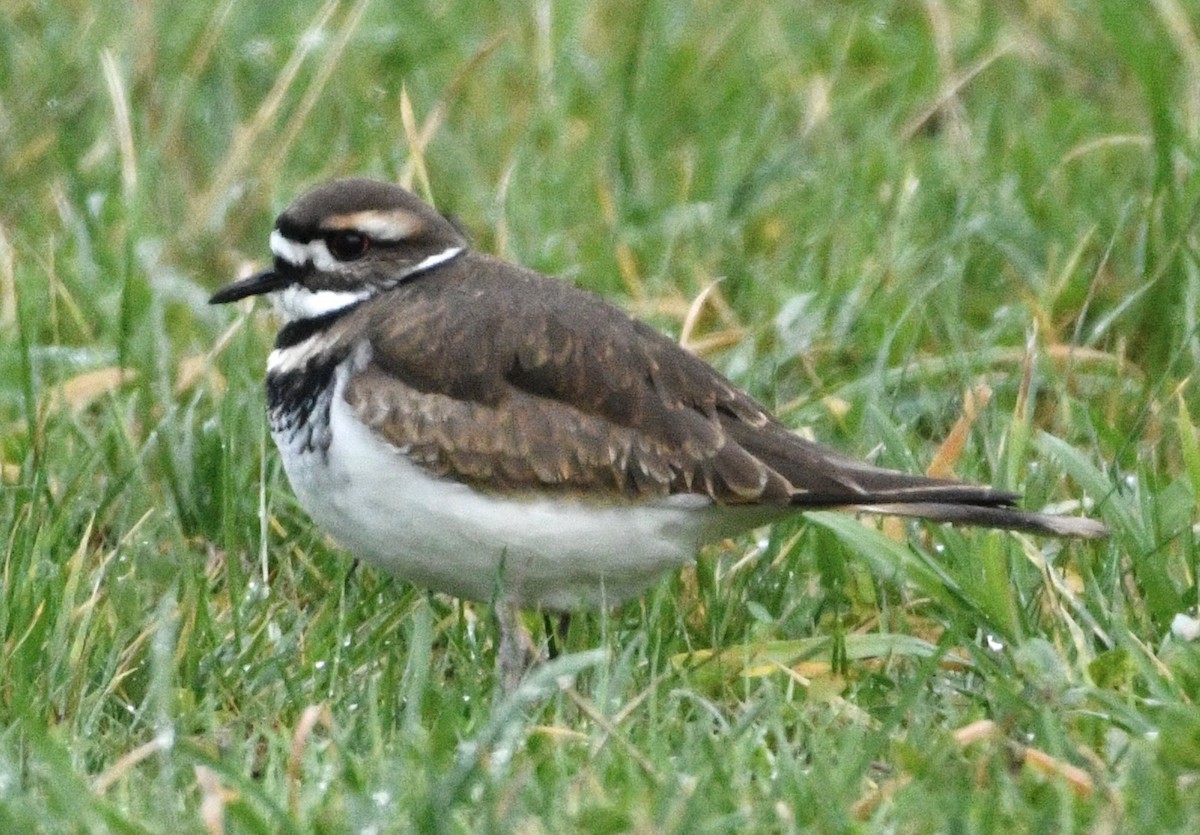 フタオビチドリ - ML647410288