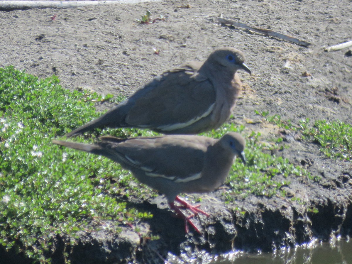 ミナミハジロバト - ML647410289