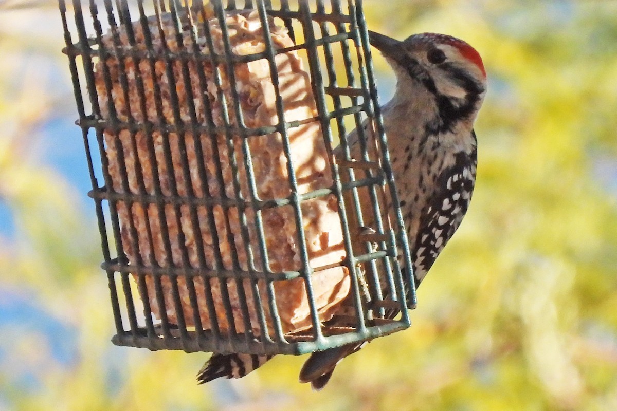 シマアカゲラ - ML647410291