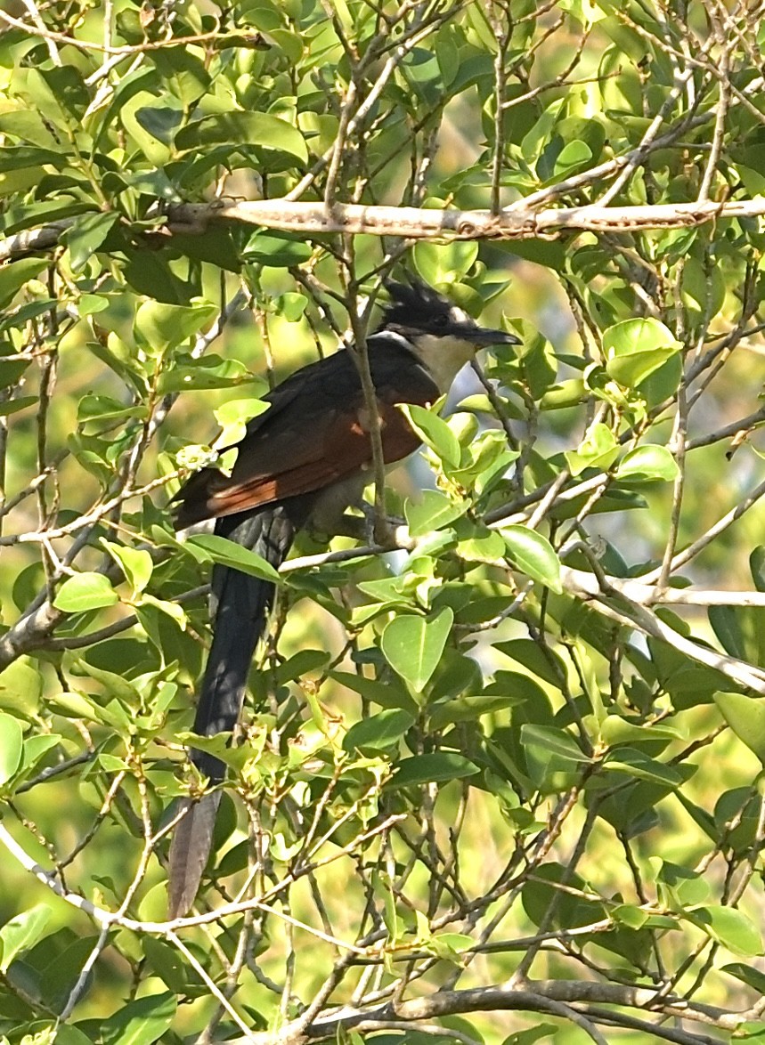 カンムリカッコウ - ML647410292