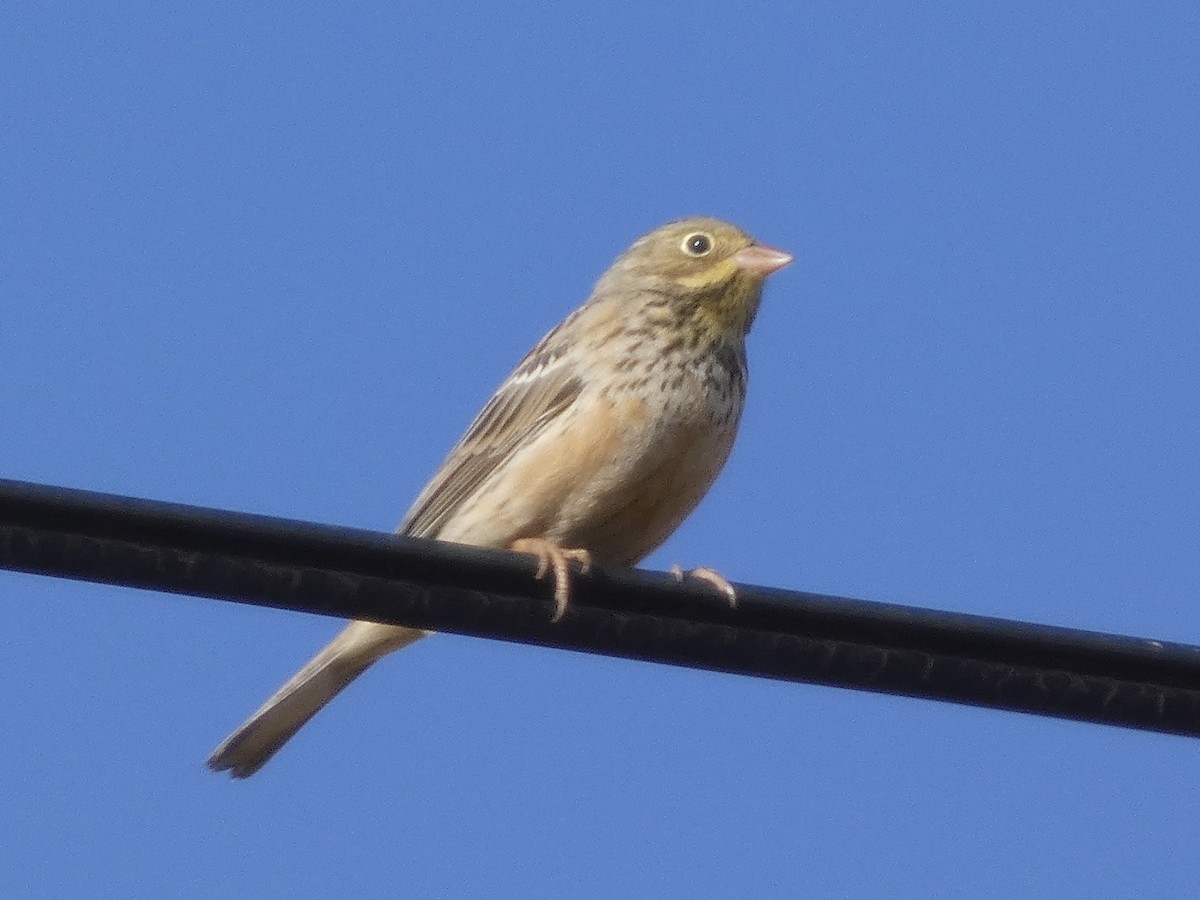 ズアオホオジロ - ML647410295