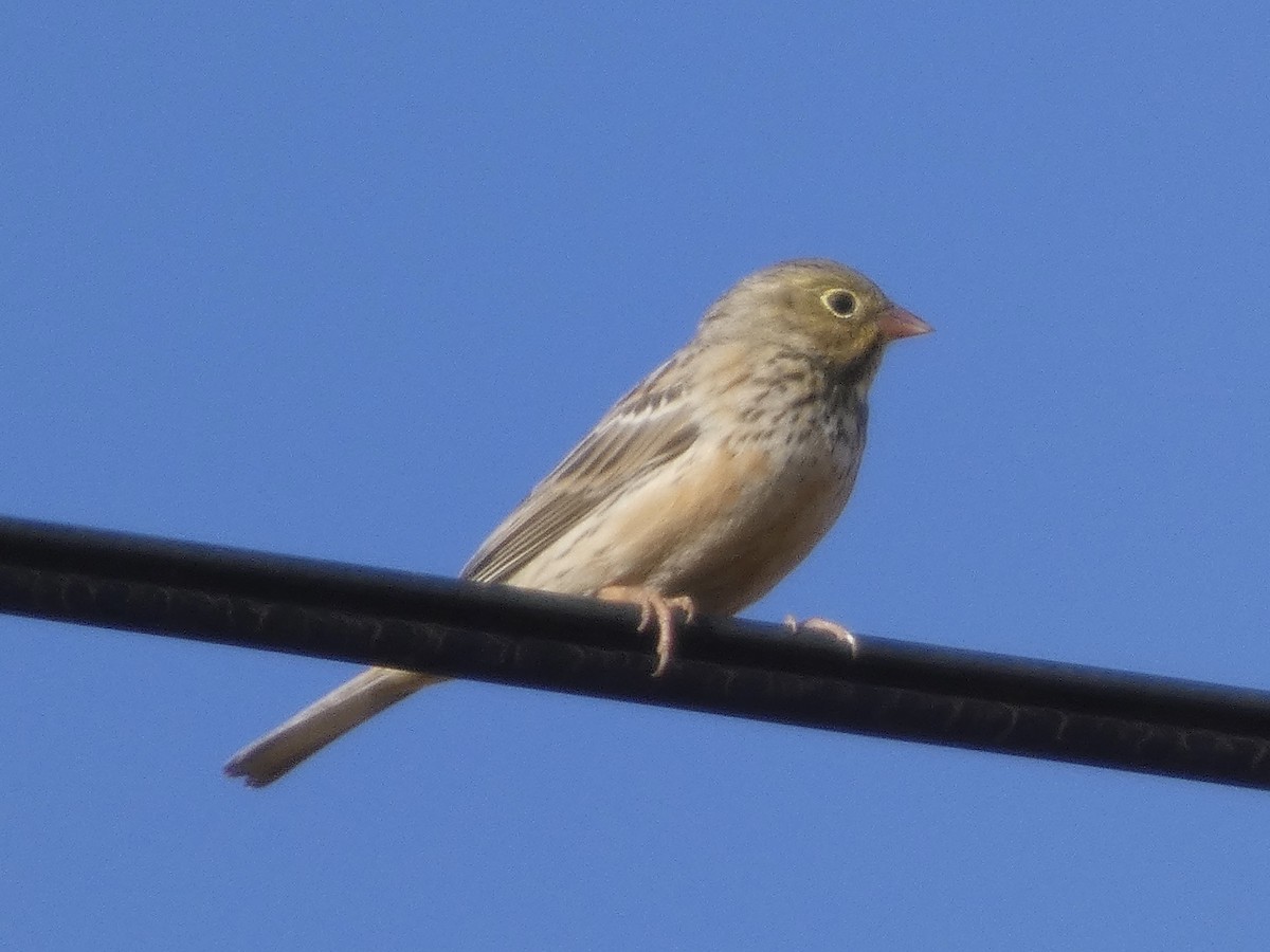 ズアオホオジロ - ML647410296