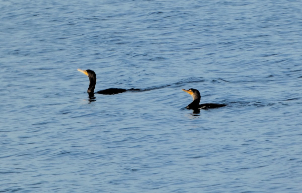 ミミヒメウ - ML647410297