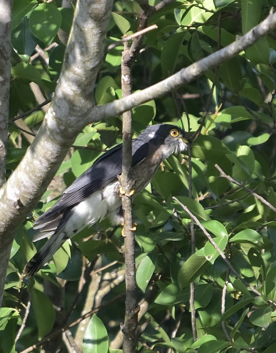 インドシナジュウイチ - ML647410298