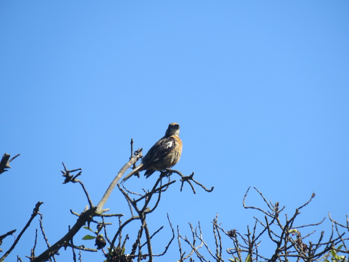 チリークサカリドリ - ML647410299