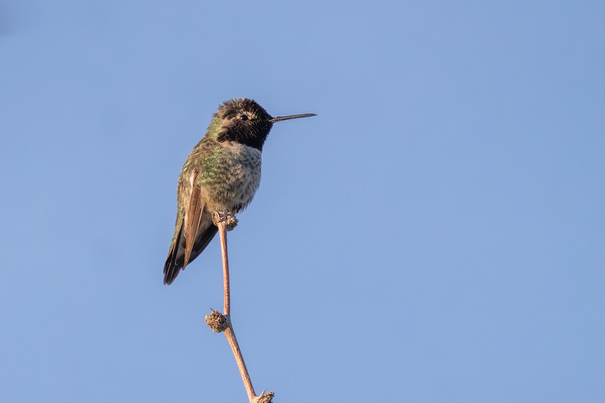 アンナハチドリ - ML647410300