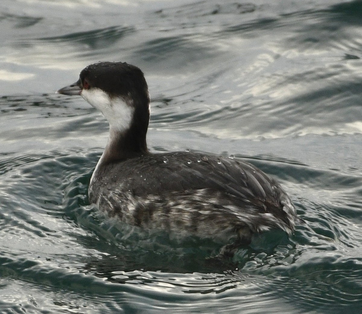 ミミカイツブリ - ML647410301